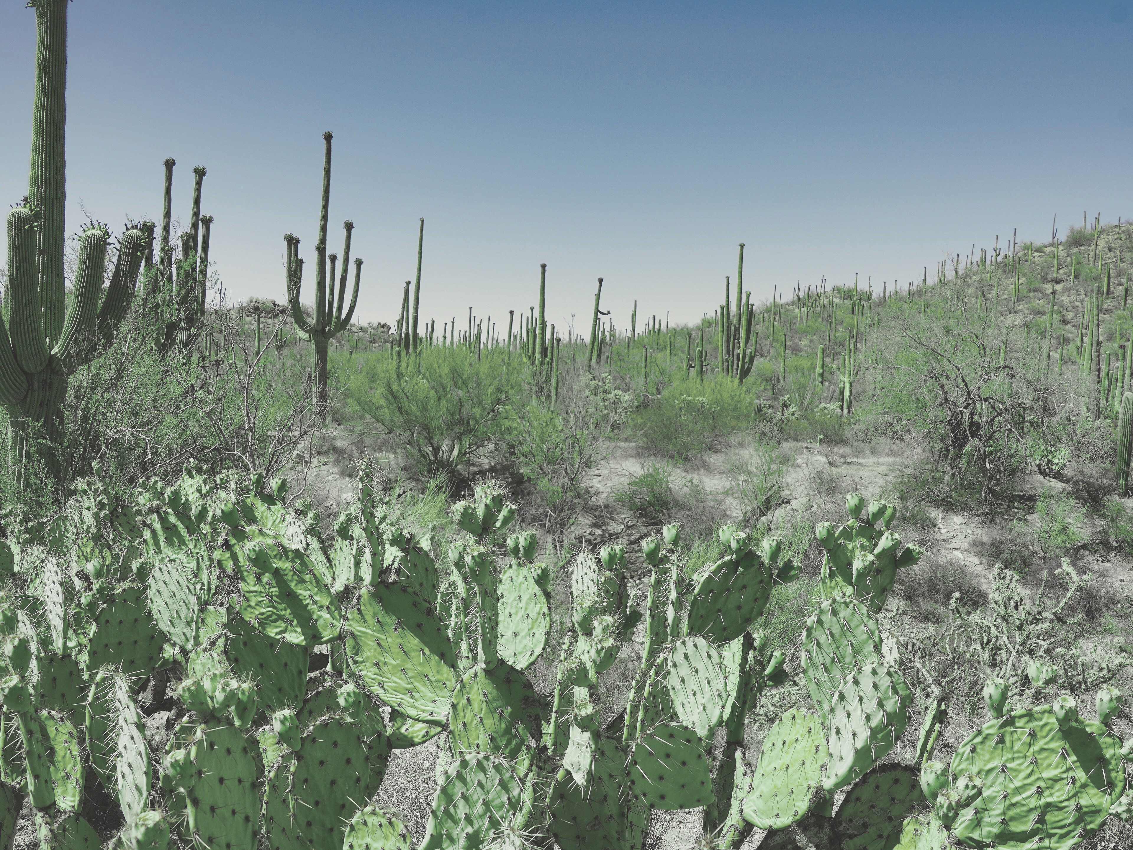 Prickly pear and saguaro in the Tucson basin