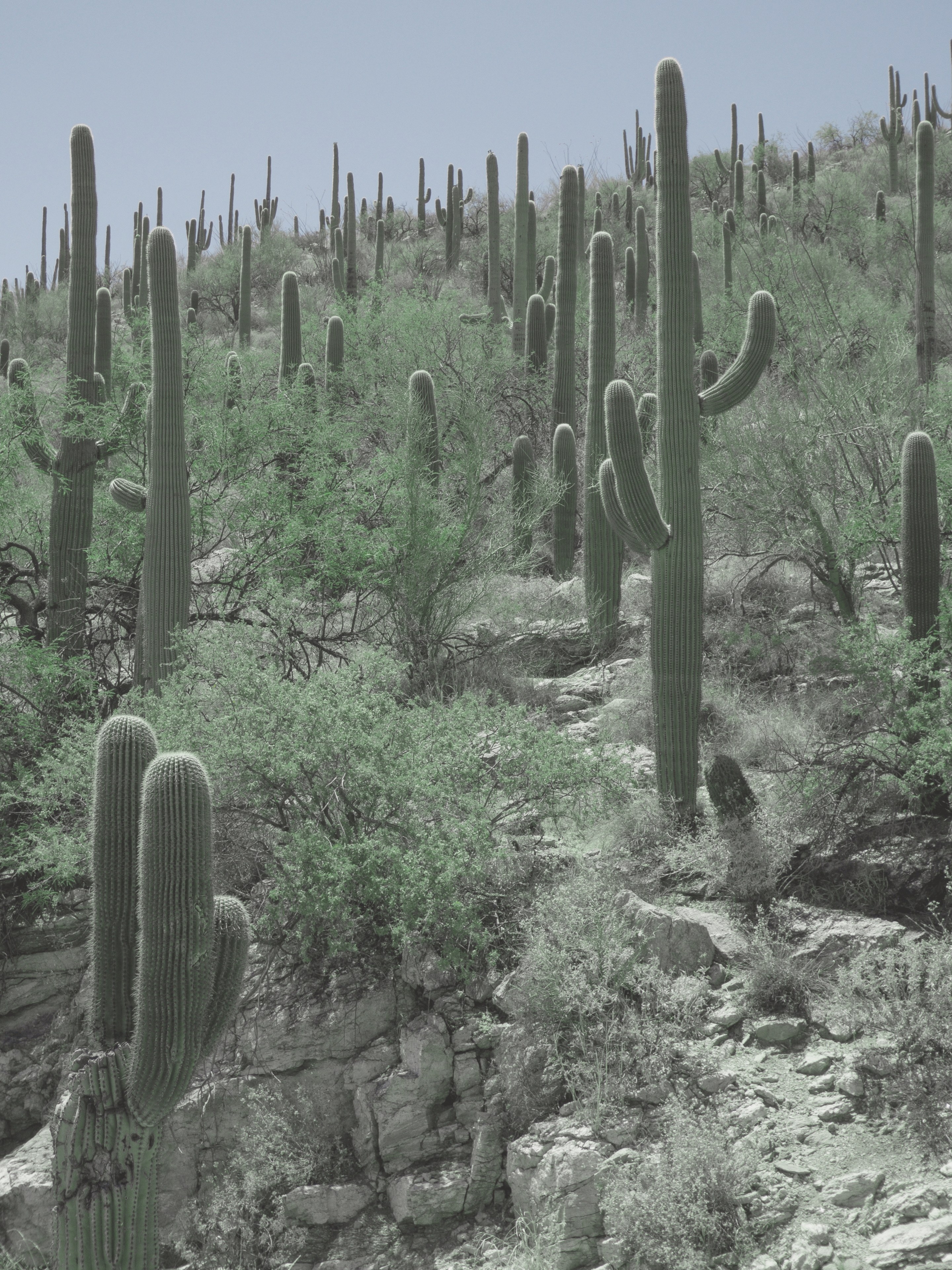 Saguaros on a Tucson hillside